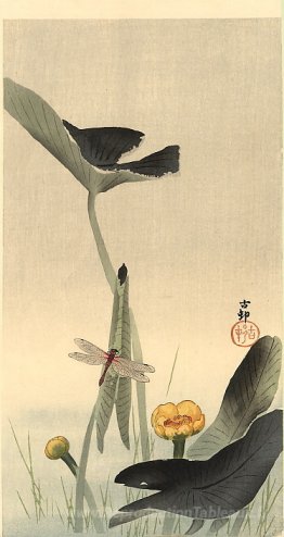 Libellule et lotus
