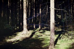 Netting éphémère (Forest de Deia)