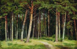 forêt de pins