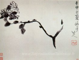 Chrysanthème