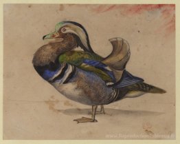 Un mandarin Drake