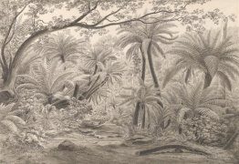 Fertree ou Dobson's Gully, Dandenong Ranges