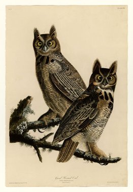 Planche 61. Grand hibou à cornes