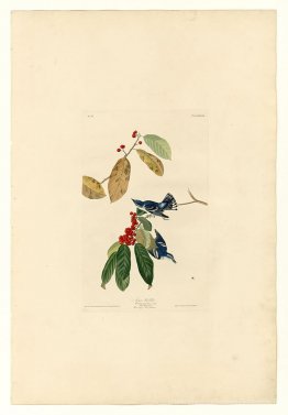 Planche 48. La paruline azure