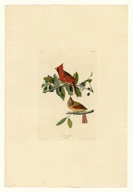 Plaque 159 Cardinal Grosbek