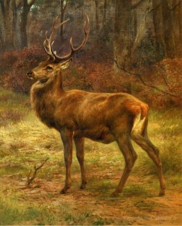 Stag dans un paysage d'automne