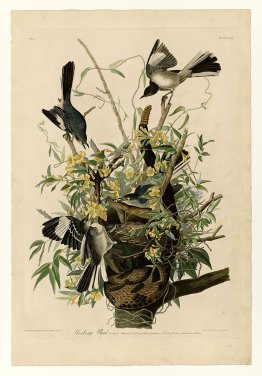 Plaque 21. oiseau moqueur