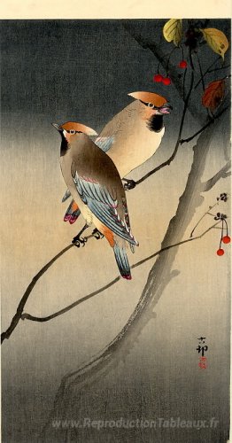 Jays sur des baies