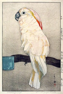 Perroquet obatan