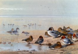 Pintail, Teal et Wigeon, au bord de la mer