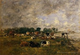 Vaches dans les champs