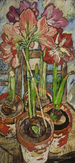Quatre amaryllis en pots