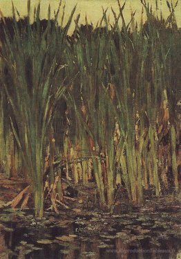 Carex
