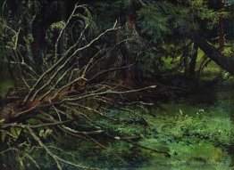 Dans la forêt des sapins