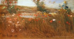 Coquelicots, îles de Shoals