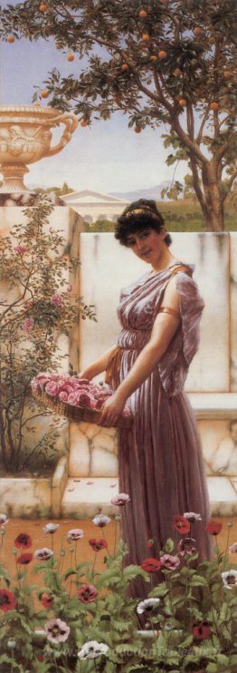 Les fleurs de Vénus