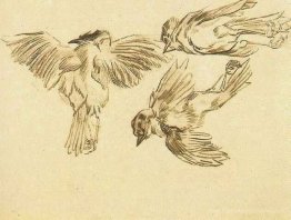Études sur un moineau mort