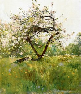 Blossoms de pêche - Villiers-le-bel