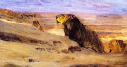 Lions dans le désert