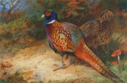 Bite et poule faisan dans le sous-bois