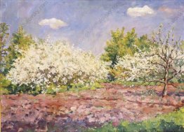 fleurs de cerisier