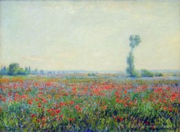 Champ de pavot