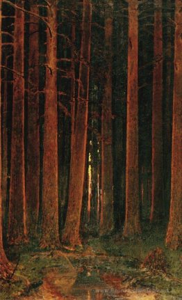 Coucher de soleil dans la forêt