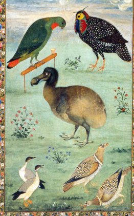 Untitled (Dodo)