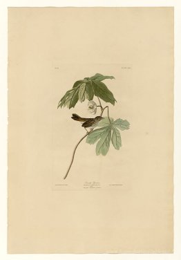 Plaque 64 Swamp Sparrow