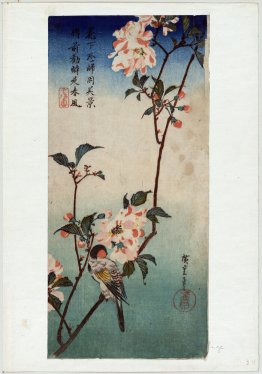Petit oiseau sur une branche de Kaizozakura