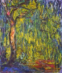 Saule pleureur