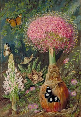 Buphane Toxicara et autres fleurs de Grahamstown