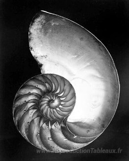 Coquille