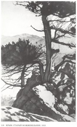 Crimée. Ancienne genévrier