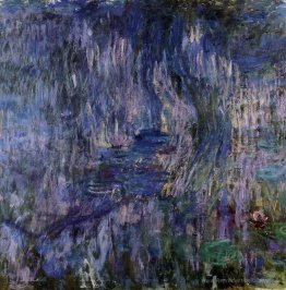 Lys d'eau, reflet d'un willows en pleurs