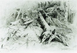 Vent aux arbres tombés