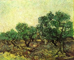 Cueillette d'olive