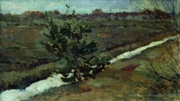 Début du printemps. Un jeune pin.