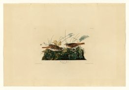Plaque 108 Couche de couleur renard