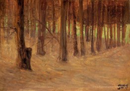 Forêt avec une clairière ensoleillée en arrière-plan
