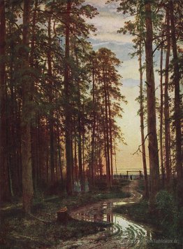 Soirée dans une forêt de pin