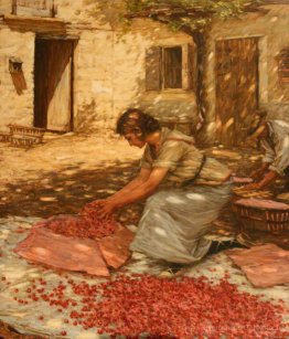 Emballage des cerises à Provence, France