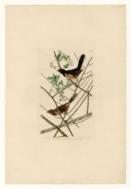 Planche 29. Towhe Bunting