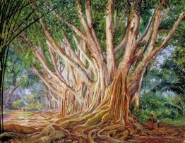 Avenue d'arbres en caoutchouc indiens à Peradeniya, Ceylan