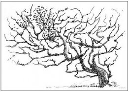 Un arbre