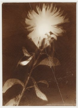 Sans titre [Fleur]