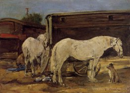 Chevaux gitans