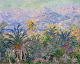 Palmiers à Bordighera