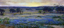 Bluebonnets au crépuscule