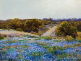 Bluebonnets en fin d'après-midi